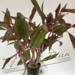 Alternanthera lilacina