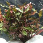 Alternanthera rosaefolia