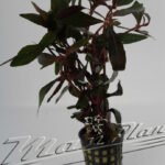 Alternanthera sessilis