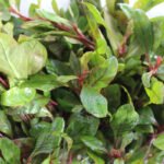 Alternanthera versicolor