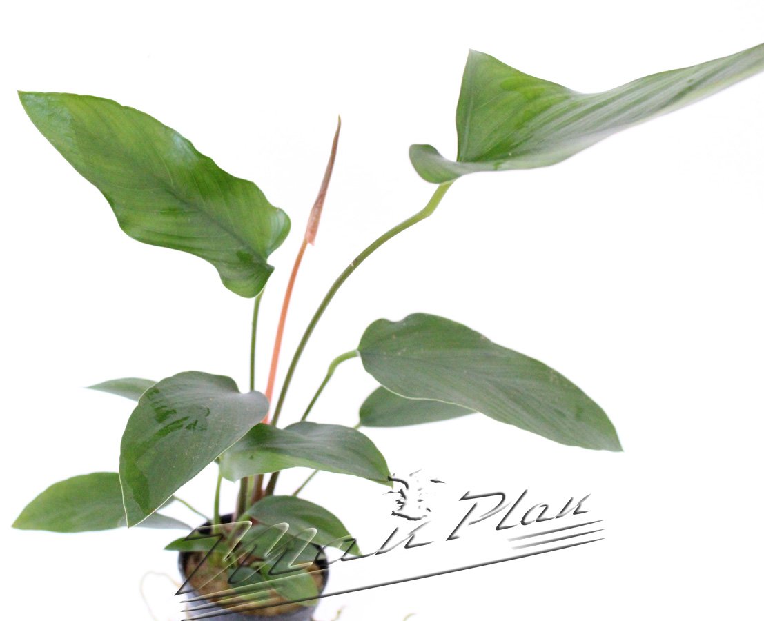 Anubia gracilis - MundiAquariumCenter