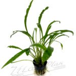 Cryptocoryne albida
