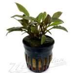 Cryptocoryne petchii