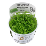 Micranthemum tweediei 'Monte Carlo'