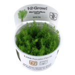 Myriophyllum sp.'Guyana'