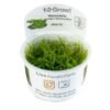Vesicularia montagnei 'Christina moss'