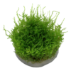 Vesicularia montagnei 'Christina moss'