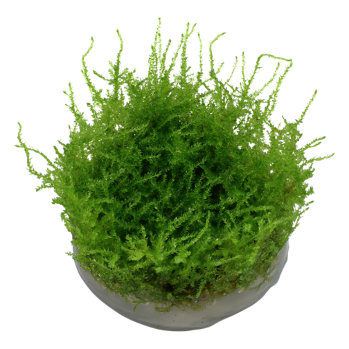 vesicularia_montagnei_christina_moss_3 Vesicularia montagnei 'Christina moss'