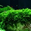 Vesicularia montagnei 'Christina moss'