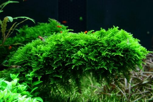 vesicularia_montagnei_christina_moss_4 Vesicularia montagnei 'Christina moss'