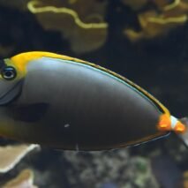 NASO ELEGANS L