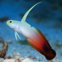 NEMATELEOTRIS MAGNIFICA