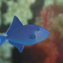 ODONUS NIGER